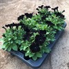 SURFINA 12 CM BLACK RAY  MÅLSTA 1x8